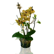 Basil Rush